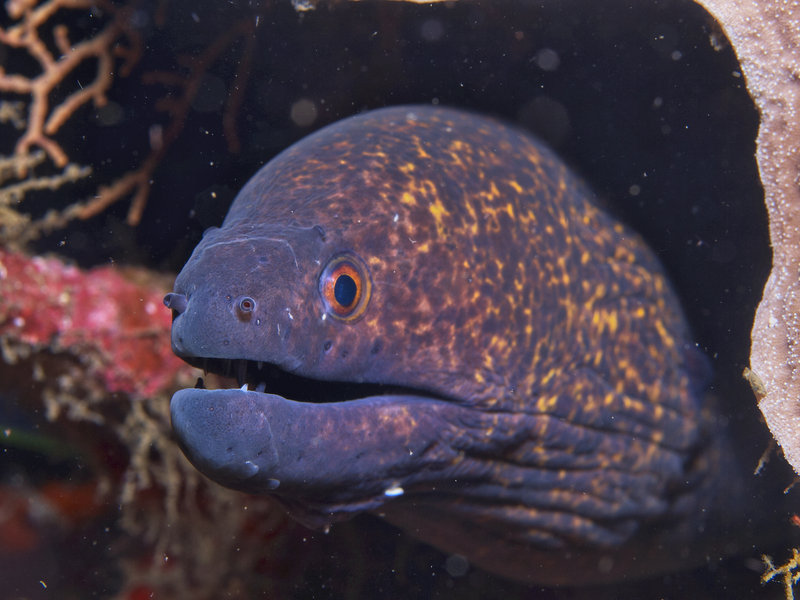 Moray eel, Canyons